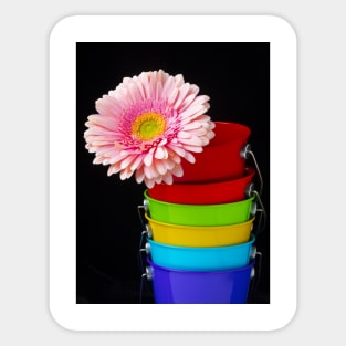 Pink Daisy In Colorful Buckets Sticker